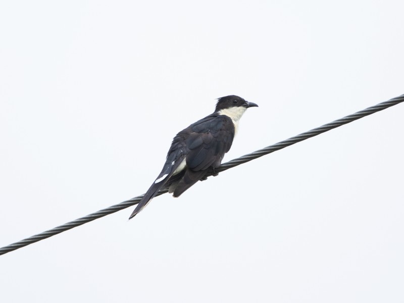 Jacobin Cuckoo 斑翅鳳頭鵑