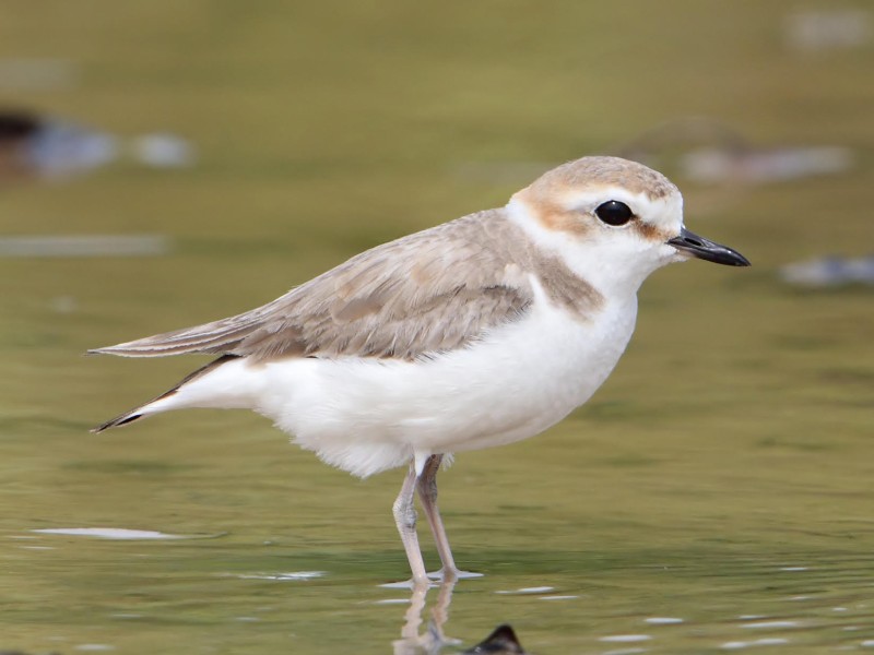 White-faced Plover 白臉鴴
