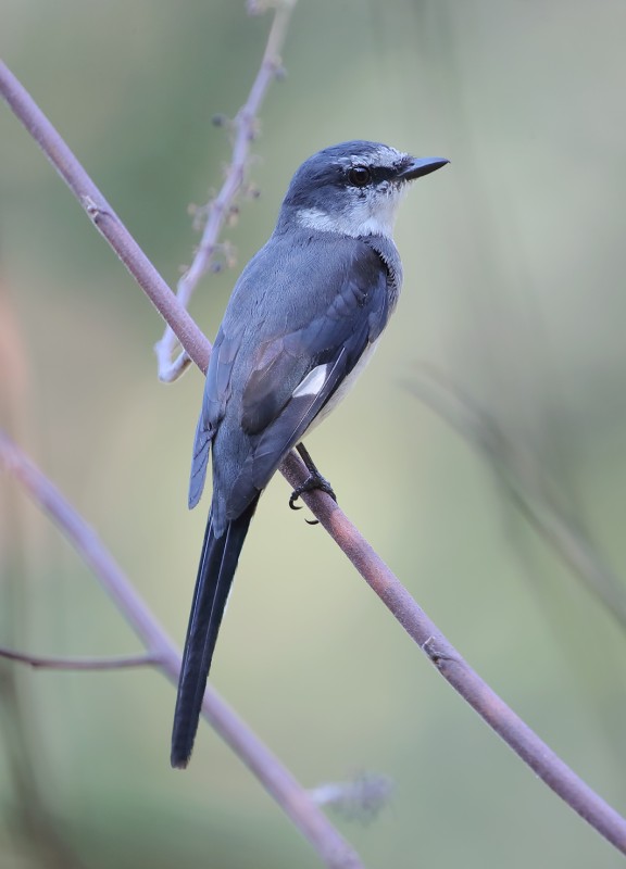 Ryukyu Minivet 琉球山椒鳥